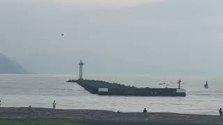 今の清水港 2023.6.25 AM6:00 漁船と飛び交う鳥たち