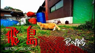 【飛島（長崎県松浦市）】今はたくさんの猫がいる島。