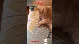 smart cat cute moment 🤨❤‍🔥🤨