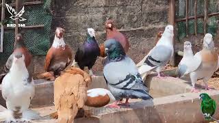 beautiful fancy pigeon farm