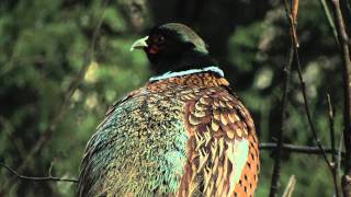 COMMON PHEASANT,Finland