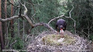 WARNING! Polish Black Stork~Female is eating the chick~5:03 am  2020/05/ 22