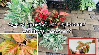 35 ഇൽ പരം  aglonema varities കണ്ടാലോ😱?|part 1|