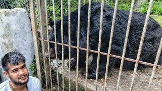 The Saddest Bear In The World Lives In The Rewalsar Zoo