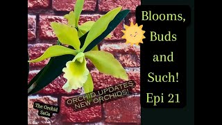 Blooms, Buds and Such Epi 21! Orchid Updates!