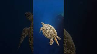 Tortoise in blue water #sea #fish #oceanslife #animals #oceanlife #seacreature #nature #shark