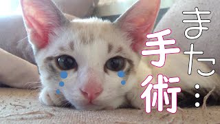 子猫の先天性の手術の経過と報告動画になっています…【保護猫】