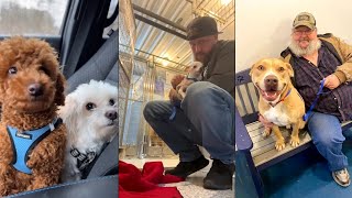 These Dog’s Reaction Of Getting Adopted