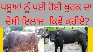 ਪਸ਼ੂਆਂ ਦੀ ਖੁਰਕ ਦਾ ਦੇਸੀ ਇਲਾਜ ਕਿਵੇਂ ਕਰੀਏ Kudrat live Tv #newvideo #dairyfarm #farming #