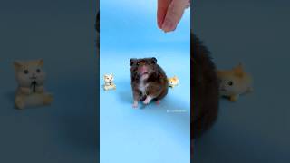 Teaching my hamster to do a trick 🐹🥰 #hamster #pethamster