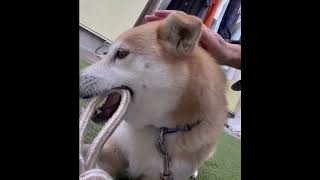 パパと綱引き！ゆずちゃんの勝ち❗️  柴犬ミックス犬　＃ #柴犬  #雑種犬