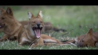 indian wild dogs the pack E1 | animal planet full episode in hindi | documentary in hindi