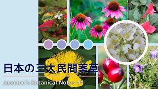 日本の三大民間薬草　 Jasmine's Botanical Notes #1