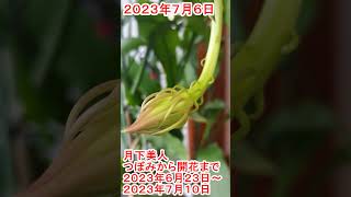 月下美人つぼみから開花まで【2023年6月23日～2023年7月10日】