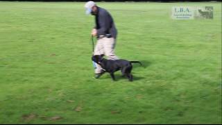 David Leavitt training a young Leavitt bulldog male in Europe