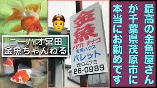 【ニーハオ宮田】金魚ちゃんねる_『全ての金魚ファンの方々にお勧めです‼️最高の金魚屋さん：金魚ハウスパレット（店外編）』