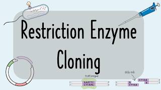 Restriction Enzyme Cloning | Step-by-Step Guide for Success