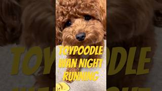 トイプードルワンナイトrunning#一旦ステイTONIGHT#toypoodle#トイプードル#cute#shorts