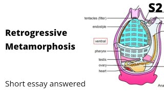 | Retrogressive metamorphosis - Short essay Answered | S2 | Complementary / core Zoology |