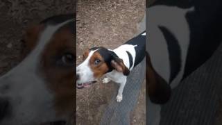 Treeing Walker Coonhound Jax Howling for a Ride to the Store