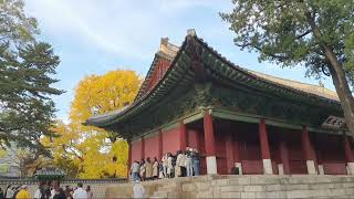 성균관대학교 대성전(大成殿)Daeseongjeon Hall and 600-year-old yellow maple tree (Seoul, Sungkyunkwan University)