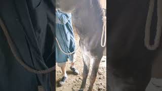 How to trim hooves, Horse Hoof Restoration, HORSE HOOF TRIMMING, Hooves Trimming, Satisfying#417