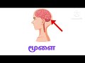 50 ஈரெழுத்து சொற்கள் two letter words in tamil இரண்டு எழுத்து சொற்கள் irandu eluththu sorkal