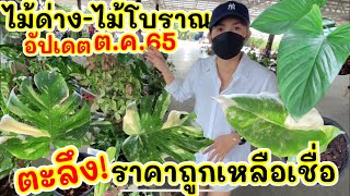 ตะลึง! ราคาถูกเหลือเชื่อ อัปเดตราคาล่าสุด ไม้ด่าง ไม้โบราณ ตุลาคม65 @ตลาดนัดไม้ด่างบอนสี พิษณุโลก