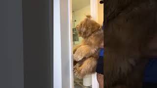 Giant dog hates bath time! #goldendoodle #dogdad #fluffy