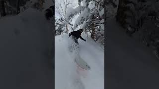 Shiga Kogen 2.5.25  #snowboarding #snow #korua #tree #japow #japan #shigakogen