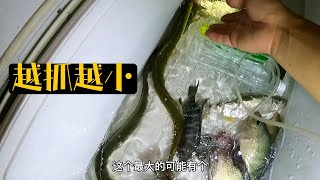 天天抓大鳗鱼习惯了，今天看到这些收获阿敏直接把船拉回家了！【莆农阿敏】