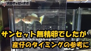 サンセットの産仔タイミング参考動画！