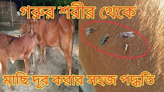 গরুর শরীরে একটা মাছিও পড়বে না | মাছি তাড়ানোর সহজ পদ্ধতি