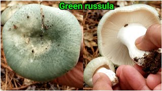 ครั้งแรก‼เก็บและกินเห็ดไค เห็ดขนเม่นหรือเห็ดหนังไก่ Eating Cooking Green russula and hedgehog.