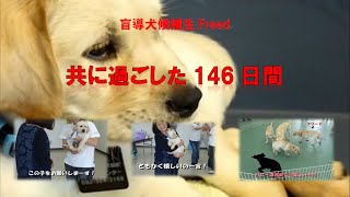 【盲導犬候補生フリード】盲導犬パピーと過ごした146日間