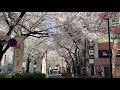 cherry blossoms at sakurazaka shibuya tokyo 桜＠さくら坂・渋谷 （3月27日’21）