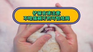 铲屎官请注意：不给猫刷牙的可怕结局