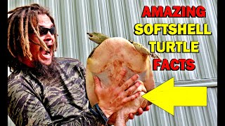 AMAZING SOFTSHELL TURTLE FACTS