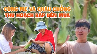 Tập 164🇰🇷 Cùng Mẹ Và Cháu Chồng Hái Gần 300 Trái Bắp Đầu Mùa Siêu Ngon