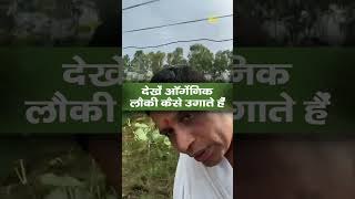 देखें ऑर्गेनिक लौकी (Organic Bottle Gourd) कैसे उगाते हैं || Acharya Balkrishna