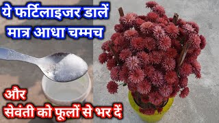 गुलदाउदी में ये फर्टिलाइजर डालें और सैकड़ों फूलों से भर दें | Secret Fertilizer For Chrysanthemum