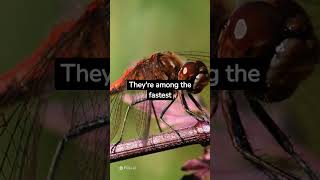 Dragonflies Facts You Need to Know | Yagami Facts #shorts