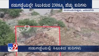 Yadgir: Hundreds of sheep stranded after flooding Krishna river turns meadow into 'island'