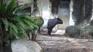 20201129 台北動物園 馬來貘 マレーバク Malayan Tapir