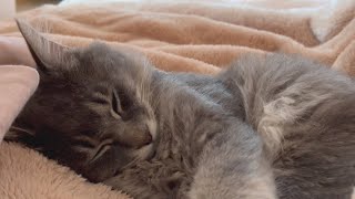 体調不良の飼い主に添い寝してくれる子猫A kitten that sleeps with me who is unwell.