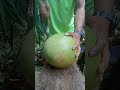 unique CALABASH cutting skills..