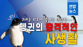 귀여운 외모에 숨겨진 대담함…펭귄의 충격적인 사생활/ 연합뉴스 (Yonhapnews)