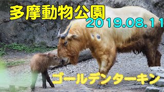 2019/08/11 多摩動物公園 ゴールデンターキン