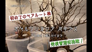 【CAUDEX LIFE #38】オペルクリカリア パキプス　発根管理挑戦！