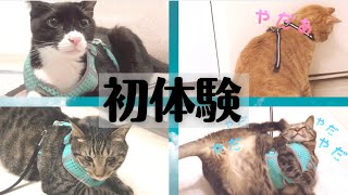 ハーネスいやだ！保護猫のハーネス初体験【猫用ハーネスの付け方・選び方解説】